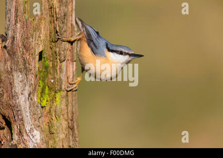 Eurasian picchio muratore (Sitta europaea), testa prima a un marcio tronco di albero, Germania Foto Stock