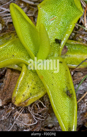 Comune (butterwort Pinguicula vulgaris), sticky foglie con insetti aderente, Germania Foto Stock