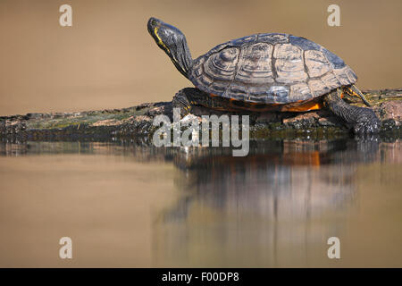 Rosso-eared tartaruga, rosso-eared slider (Pseudemys scripta elegans, Trachemys scripta elegans, Chrysemys scripta elegans), su un tronco di albero in acqua, Belgio Foto Stock