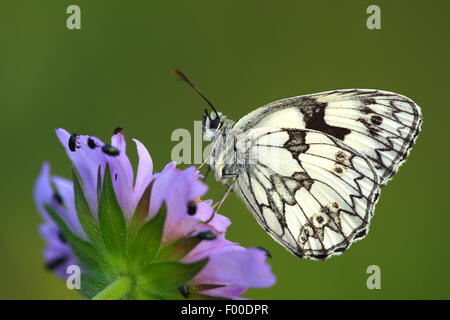 In marmo bianco (Melanargia galathea), poggiante sul campo (scabious Knautia arvense), Belgio Foto Stock