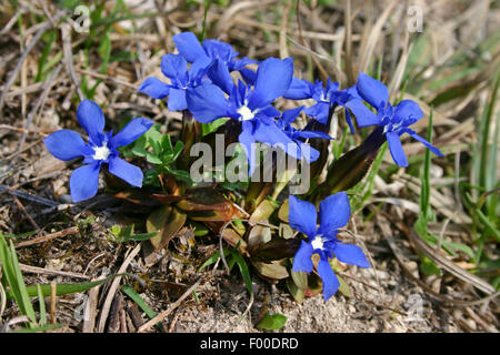 La molla la genziana (Gentiana verna), fioritura, Germania Foto Stock