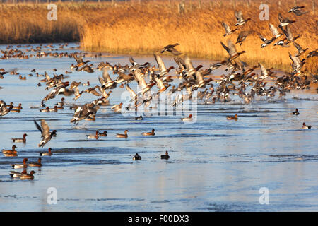 Wigeon europea (Anas penelope, Mareca penelope), gregge di Wigeons sul canal in inverno Foto Stock