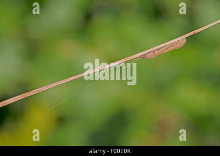 Long Horn carici, longhorn caddisfly, Long-cornuto Caddisfly Casemaker Oecetis (spec), in corrispondenza di una lama di gras Foto Stock