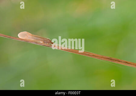 Long Horn carici, longhorn caddisfly, Long-cornuto Caddisfly Casemaker Oecetis (spec), in corrispondenza di una lama di gras Foto Stock