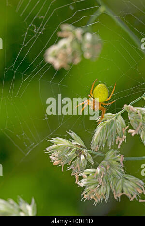 Gourd spider, zucca spider (Araniella cucurbitina oder Araniella opistographa), nel suo web all'erba orecchie, Germania Foto Stock