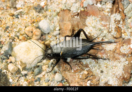 Due macchie cricket, campo mediterraneo cricket, campo africano cricket (Gryllus bimaculatus), femmina Foto Stock