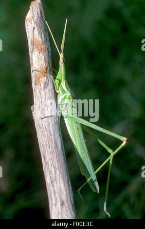 Snouted grasshopper, Long-headed grasshopper, Inclinazione del Mediterraneo di fronte-Grasshopper (Acrida hungarica, Acrida ungarica), su un ramoscello Foto Stock