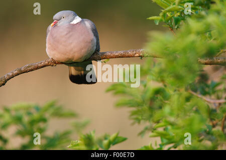 Il Colombaccio ( Columba palumbus), seduto su un ramo, Belgio Foto Stock