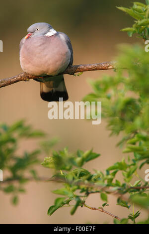 Il Colombaccio ( Columba palumbus), seduto su un ramo, Belgio Foto Stock