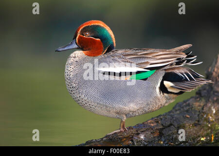 Verde-winged teal (Anas crecca), Drake in piedi su un marcio tronco di albero, Belgio Foto Stock