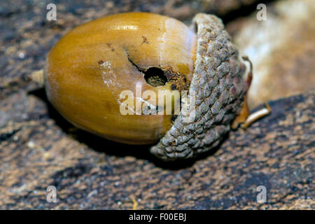 Acorn curculione (Curculio glandium, Curculio tesellatus, Balaninus glandium), un foro in una ghianda fatta da una ghianda curculione, Germania, Meclemburgo-Pomerania Occidentale Foto Stock