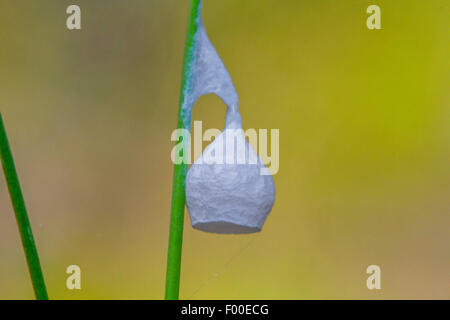 Liocranid sac ragni (Agroeca brunnea), Liocranid sac cocoon, Germania, Mecklenburg Vorpommern Foto Stock