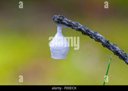 Liocranid sac ragni (Agroeca brunnea), Liocranid sac cocoon, Germania, Mecklenburg Vorpommern Foto Stock