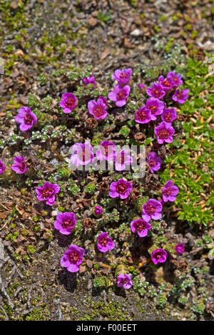 Sassifraga di montagna, Viola sassifraga, Twinflowered sassifraga (Saxifraga oppositifolia), fioritura, Germania Foto Stock