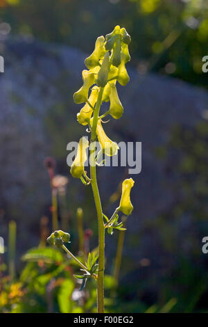 Giallo, wolfsbane Wolfsbane settentrionale, Monkshood, Lupo's bane (Aconitum lycoctonum ssp. vulparia, Aconitum vulparia), infiorescenza, Germania Foto Stock