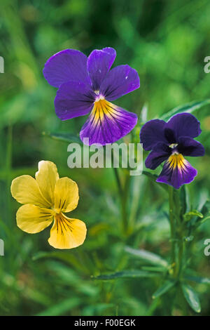 Mountain pansy (Viola lutea), fioritura, Francia Foto Stock