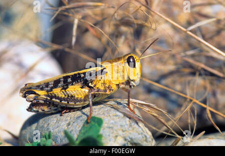 Rosa Grasshopper alato (Calliptamus barbarus), femmina Foto Stock