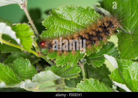 Crema-spot tiger, lanosi orsi, lanosi worm (Arctia villica, Epicallia villica), Caterpillar su una foglia Foto Stock