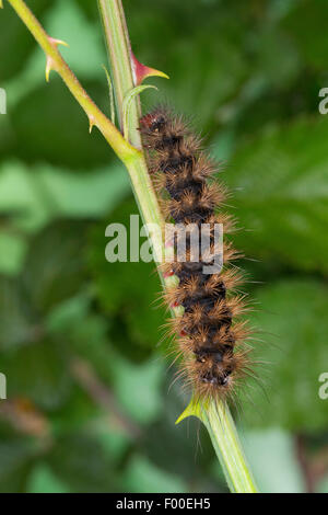 Crema-spot tiger, lanosi orsi, lanosi worm (Arctia villica, Epicallia villica), Caterpillar a uno stelo Foto Stock