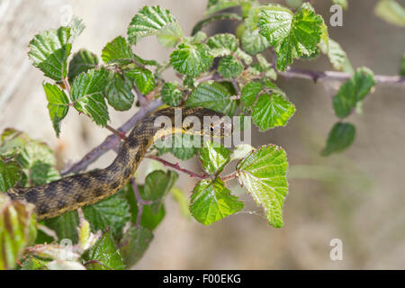 Viperine snake, viperine biscia dal collare (natrix maura), su un ramoscello spinoso Foto Stock
