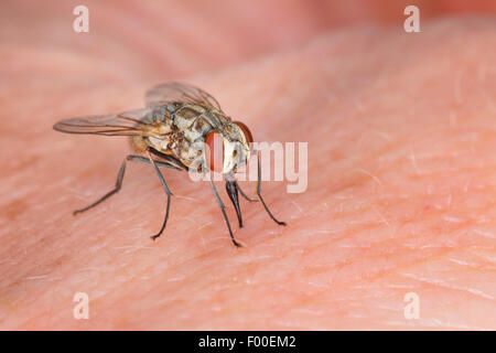 Volo stabile, cane fly, mordere housefly (Stomoxys calcitrans), sulla pelle umana Foto Stock