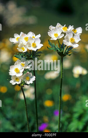 Anemone narciso, Narcisi a fiore (Anemone narcissiflora Anemone, Anemonastrum narcissiflorum), fioritura, Germania Foto Stock
