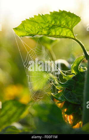 Comune di girasole (Helianthus annuus), con spiderweb, in Germania, in Baviera Foto Stock