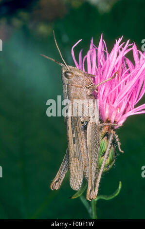 Prato grasshopper (Chorthippus dorsatus), al fiordaliso, Germania Foto Stock