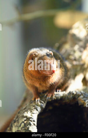 La mangusta nana (Helogale parvula), in alloggiamenti esterni Foto Stock