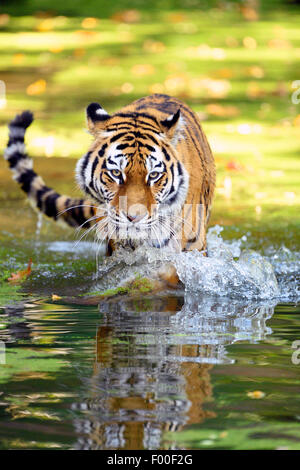 Tigre Siberiana, Amurian tiger (Panthera tigris altaica), camminando attraverso l'acqua Foto Stock