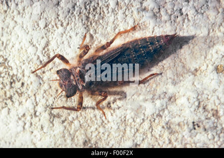 Golden-inanellati dragonfly (Cordulegaster boltoni, Cordulegaster boltonii, Cordulegaster annulatus), larva, Germania Foto Stock