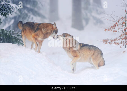 Unione Lupo (Canis lupus lupus), due lupi saluto, in Germania, in Baviera, il Parco Nazionale della Foresta Bavarese Foto Stock