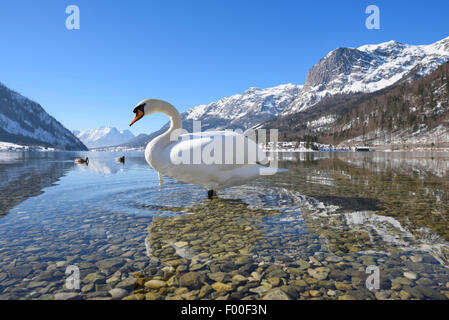 Cigno (Cygnus olor), al Lago Grundel in inverno, Austria, la Stiria Foto Stock