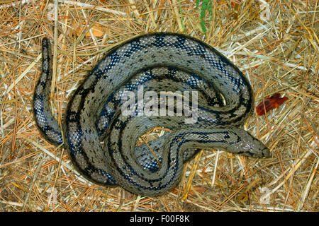 Scaletta snake (Elaphe scalaris, Rhinechis scalaris), arrotolata su paglia Foto Stock