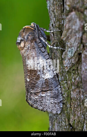 Falena di capra (Cossus cossus), ben mimetizzata sulla corteccia, Germania Foto Stock