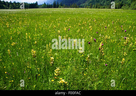 Riserva naturale Ettal Weidmoos, chalk flat moor, in Germania, in Baviera, Ammergebirge, Ettal Foto Stock