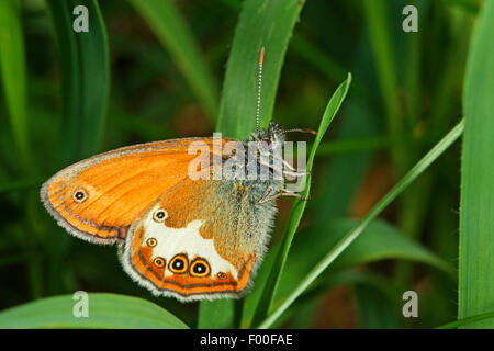 La brughiera di perla (Coenonympha arcania), su una foglia, Germania Foto Stock