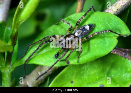 Ronzio spider (Anyphaena accentuata), maschio, ragno dell'anno 2015, Germania Foto Stock