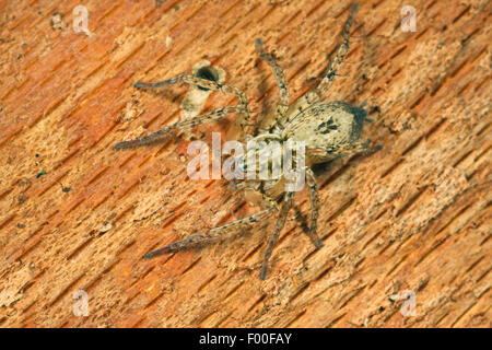 Ronzio spider (Anyphaena accentuata), crociera dell'anno 2015, Germania Foto Stock