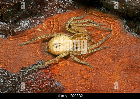 Ronzio spider (Anyphaena accentuata), crociera dell'anno 2015, Germania Foto Stock