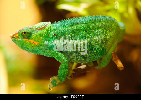 Panther chameleon (Furcifer pardalis, Chamaeleo pardalis), in un terrario Foto Stock