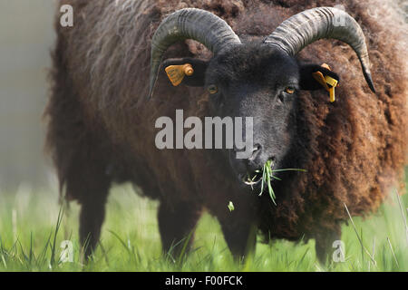 Pecore delle Ebridi; Saint-Kilda pecore (Ovis ammon f. aries), il ritratto di un gregge al pascolo, Paesi Bassi Foto Stock