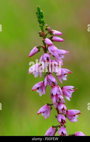 Comune di erica, Ling, Heather (Calluna vulgaris), fioritura, Germania Foto Stock