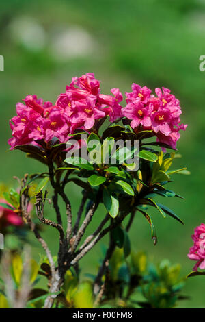 Ruggine-lasciava alpine rose, neve-rose, snowrose, arrugginito-lasciava alpenrose, arrugginito-lasciava alprose (Rhododendron ferrugineum), fioritura, Germania Foto Stock