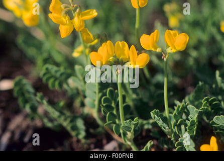 Piccolo scorpion vetch, piccolo scorpion-veccia (Coronilla vaginalis, Coronilla vaginata), fioritura, Germania Foto Stock