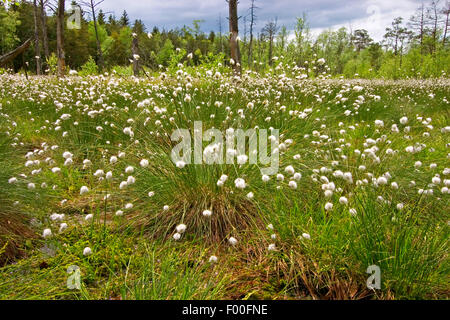 Hare's-tail cottongrass, Tussock cottongrass inguainati cottonsedge (Eriophorum vaginatum), prato con frutti, Germania Foto Stock