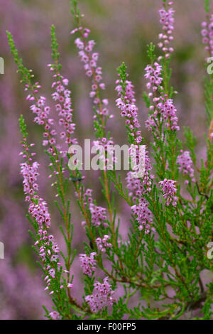 Comune di erica, Ling, Heather (Calluna vulgaris), fioritura, Germania Foto Stock