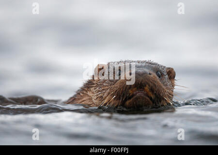Unione Lontra di fiume, Lontra europea, lontra (Lutra lutra), ritratto, nuoto Foto Stock