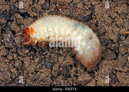 Rose (chafer Cetonia aurata), bianco grub, Germania Foto Stock