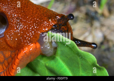 Rosso grande slug, maggiore red slug, cioccolato (Arion Arion rufus, Arion ater, Arion ater ssp. rufus), feed su una foglia, Germania Foto Stock